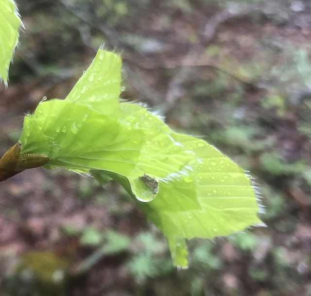 Spring rain.