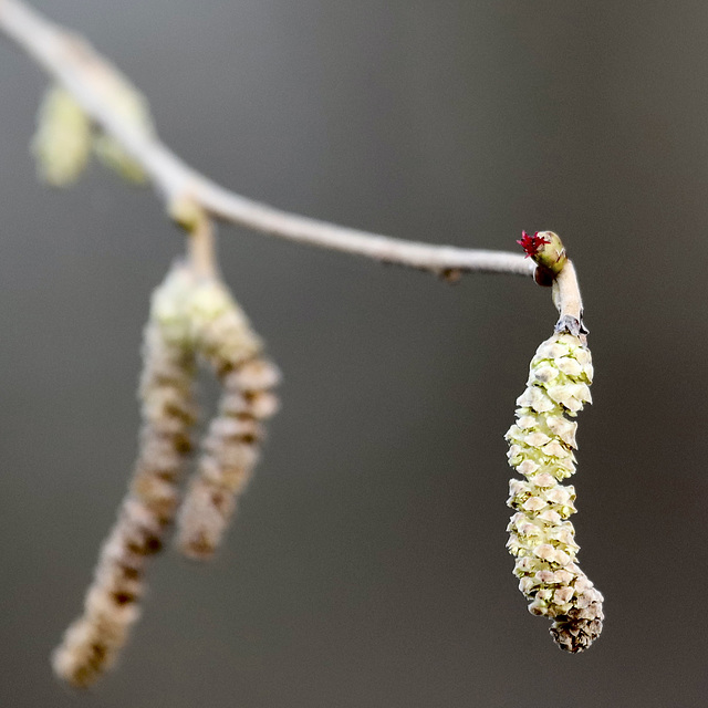 Fleurs de noisettes