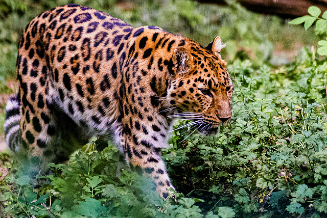 20240825_Aschersleben Tierpark (Nikon D800+Nikon D2x)