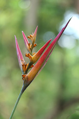 Heliconia psittacorum