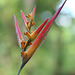 Heliconia psittacorum