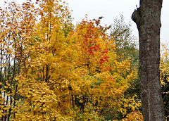 Farben des Herbstes