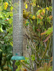 P1010795 -1a Greenfinch adult and juvenile