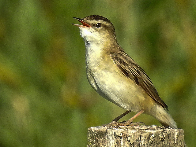 20170518 1555CPw [A+H] Schilfrohrsänger (Acrocephalus schoenobaenus), Neusiedler See