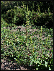 Amarantus hybridus (1)