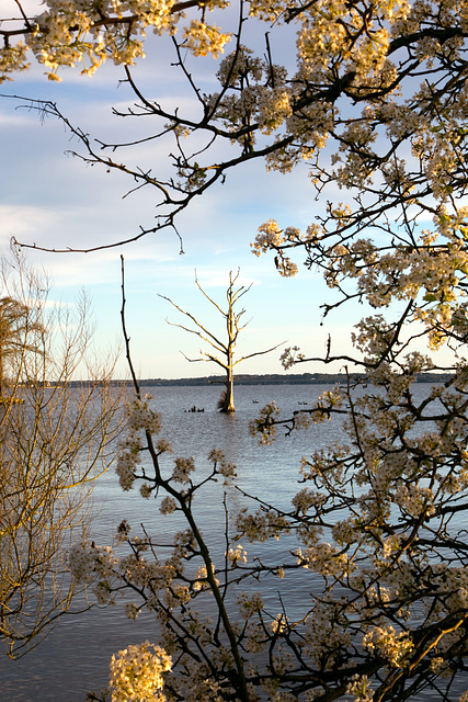 Framed cypress, Neuse River