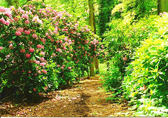 Rhodo - path