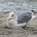 20190903 5723CPw [D~VR] Silbermöwe, Zingst