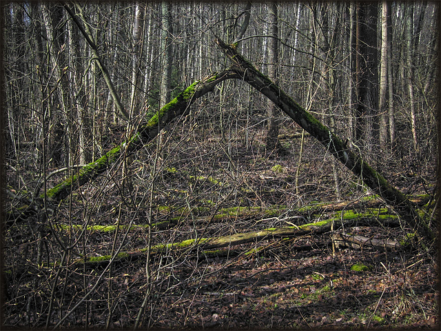 in a deep alder forest