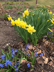 Spring flowers