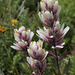 Varied Paintbrush