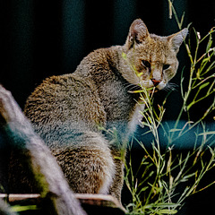 20240825_Aschersleben Tierpark (Nikon D800+Nikon D2x)