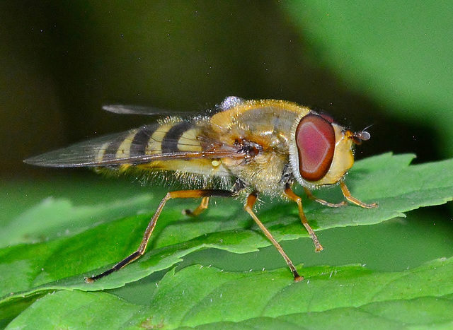 Hoverfly. Syrphus ribesii