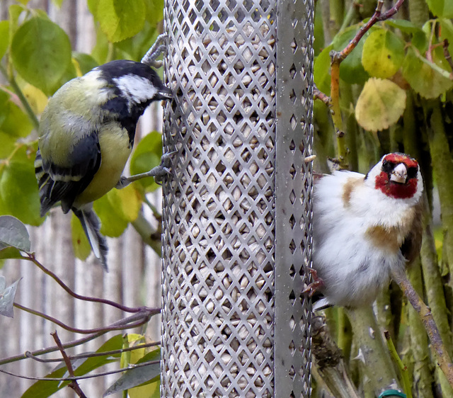 Great Tit and Goldfinch on Sunflower seed feeder