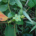 DSCN1411 - Matelea denticulata, Apocynaceae