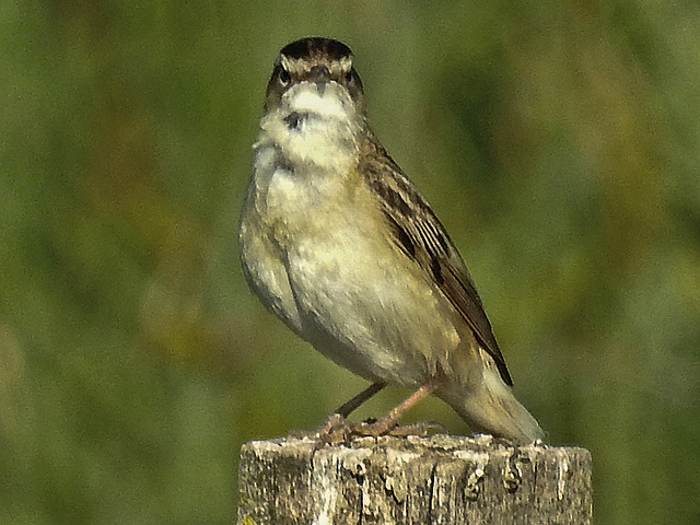 20170518 1556CPw [A+H] Schilfrohrsänger (Acrocephalus schoenobaenus), Neusiedler See