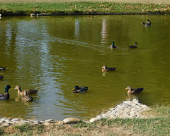 Le lac du parc jean Perdrix à Valence