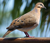 Eared Dove