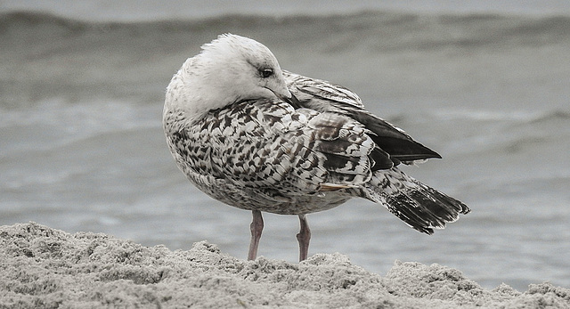 20190903 5724CPw [D~VR] Möwe, Zingst