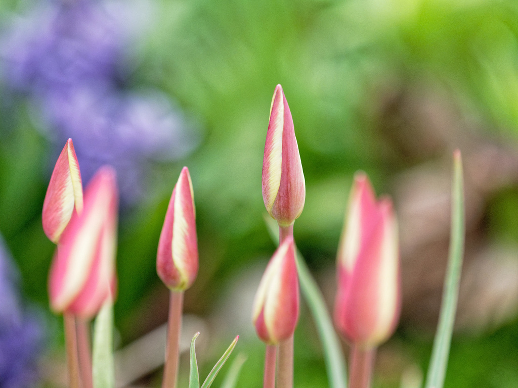 Tulips, budding