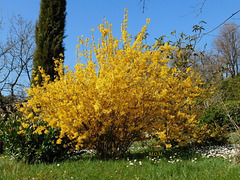 Forsythia****************