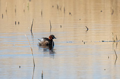 Little grebe