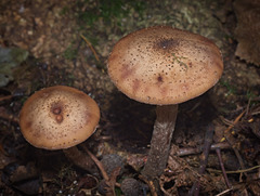 Stansted Forest Fungi (+ PiPs)