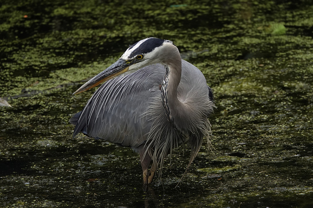 Great Blue Heron