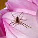 1/4" Spider on a dahlia flower petal.