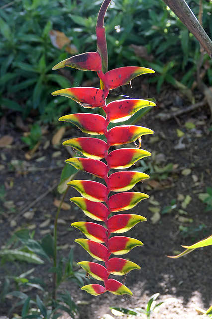 Heliconia pendula Wawra (Explored)