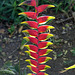 Heliconia pendula Wawra (Explored)