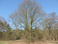 Eiche im Naturschutzgebiet