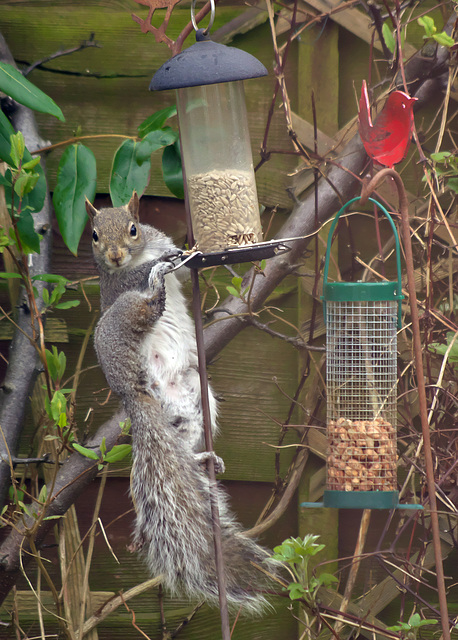 Garden visitor