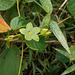 DSCN1412 - Matelea denticulata, Apocynaceae