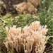Crown-tipped coral fungus ~ Kroontjesknotszwam  (Artomyces pyxidatus)