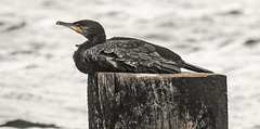 20190903 5725CPw [D~VR] Kormoran, Zingst