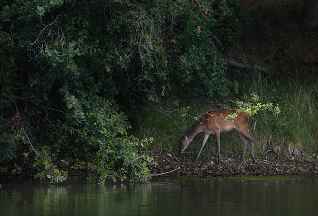 La biche