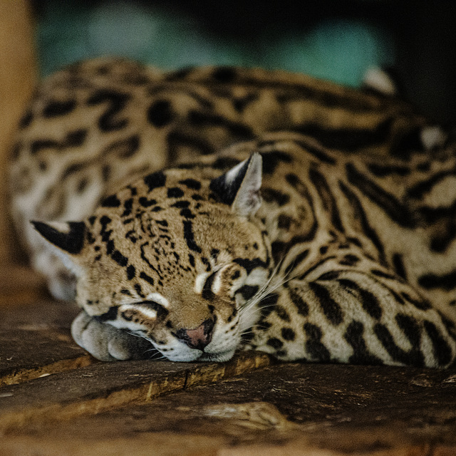 20240825_Aschersleben Tierpark (Nikon D800+Nikon D2x)