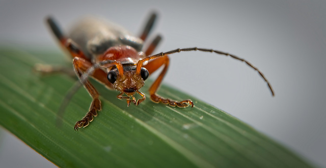 Der Gemeine Weichkäfer (Cantharis fusca) war nicht schüchtern :)) The soldier beetle (Cantharis fusca) was not shy :)) Le scarabée soldat (Cantharis fusca) n'était pas timide :))