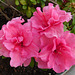 Rhododendron****Octobre rose***** Rhododendron****Octobre rose*****