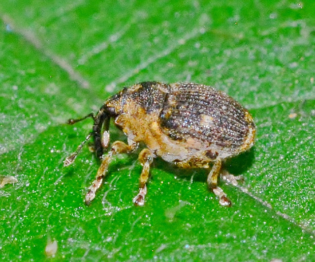 Weevil