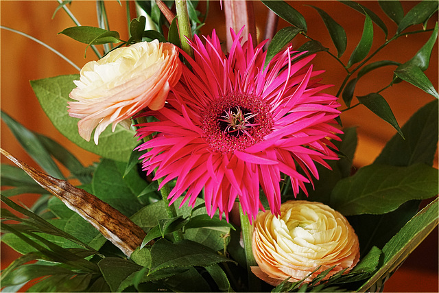 Pink Gerbera