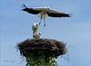 Series of Storks, III