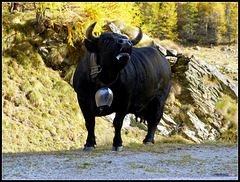 P1040951 Pano - mb - Eringer Kampfkuh - Swiss Fighting Cow of the Wallis