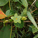 DSCN1413 - Matelea denticulata, Apocynaceae