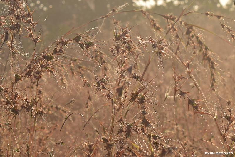 20181115-0709 Themeda triandra Forssk.