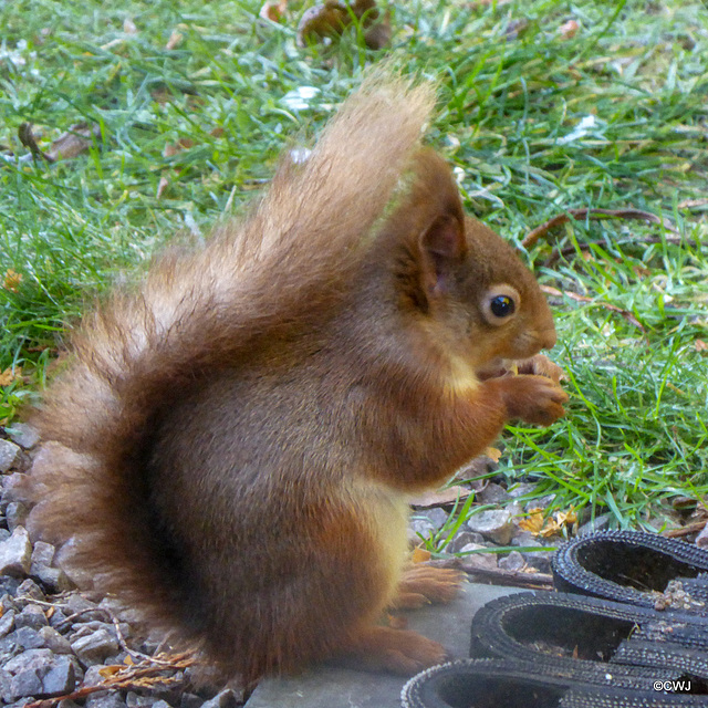 At -3°C it is a cold morning for breakfast outside, for Mr Red.