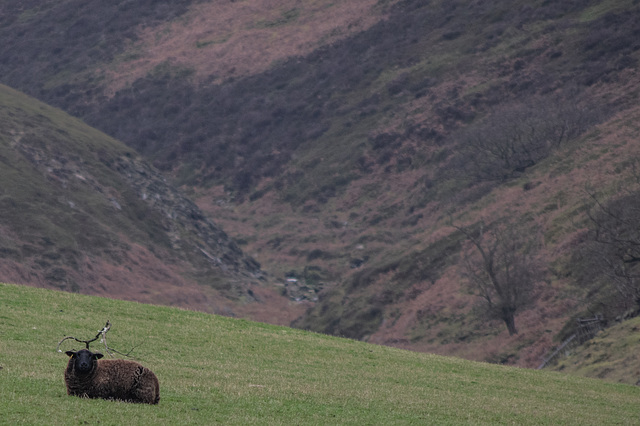 No Monarch of the Glen, its the new uni-horned sheep