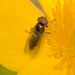 HoverflyIMG 4504
