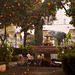 Fountain and orange trees.